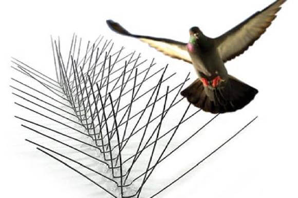 مكافحه حمام